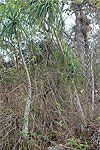 Beaucarnea goldmanii in the wild in Chiapas