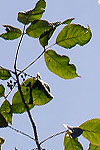 Bursera krusei leaves and branches