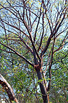 Bursera ovalifolia Chiapas