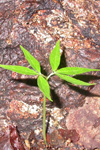 Bursera simaruba seedling