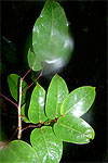 Bursera standleyana uni and penta foliolate leaves