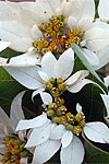 inflorescences of Euphorbia cornastra, the "dogwood poinsettia"
